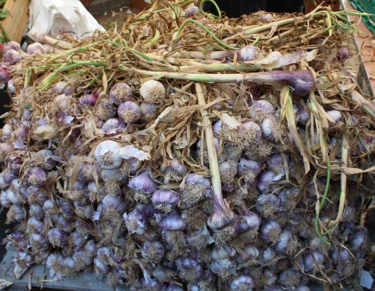 a budle of purple garlic for sale at a farmer's market