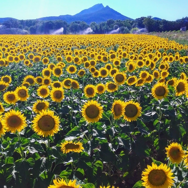 sunflower field, mountain, landscape, trees, mountain, blue sky